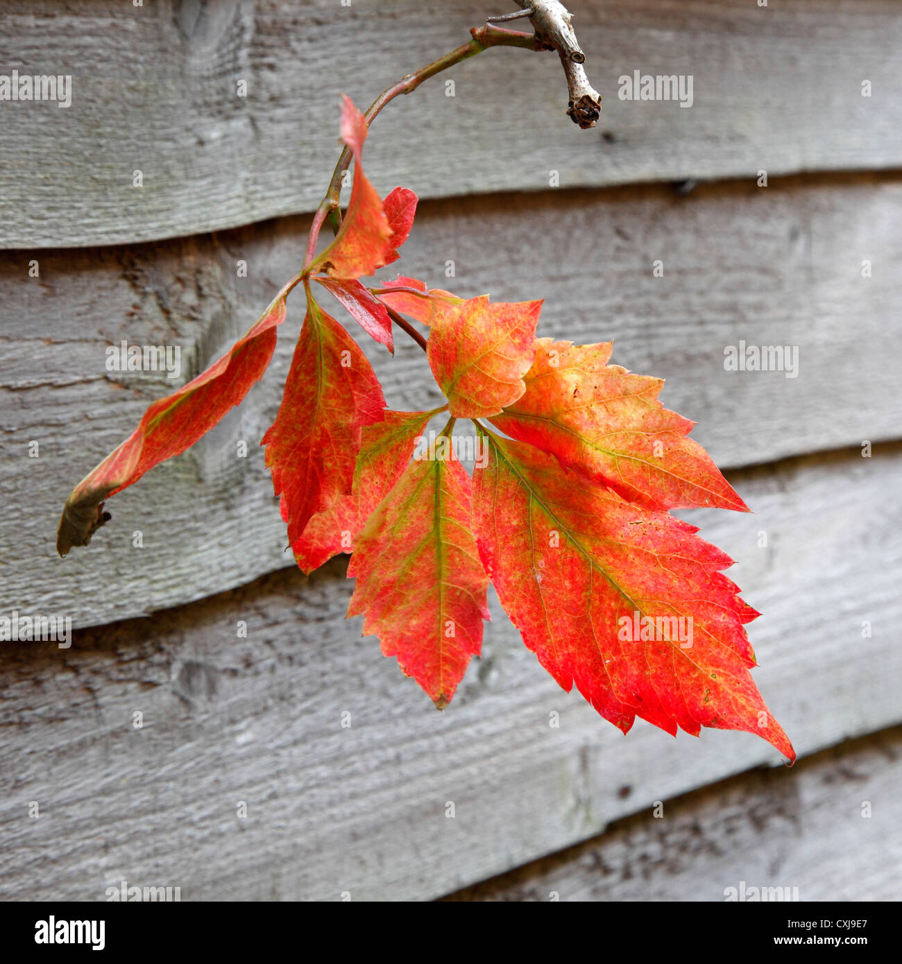 5 M Coton Crochet Dentelle Ruban 2.5 Cm De Largeur Vintage Blanc Bordure Garnitures Tissu Brodée Applique à Coudre Craft Robes De Mariage Décoration