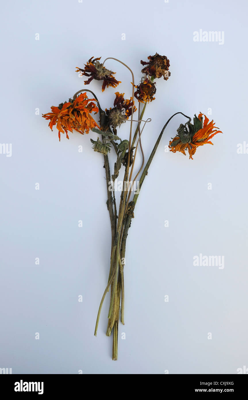 Les fleurs mortes sur fond blanc Banque D'Images