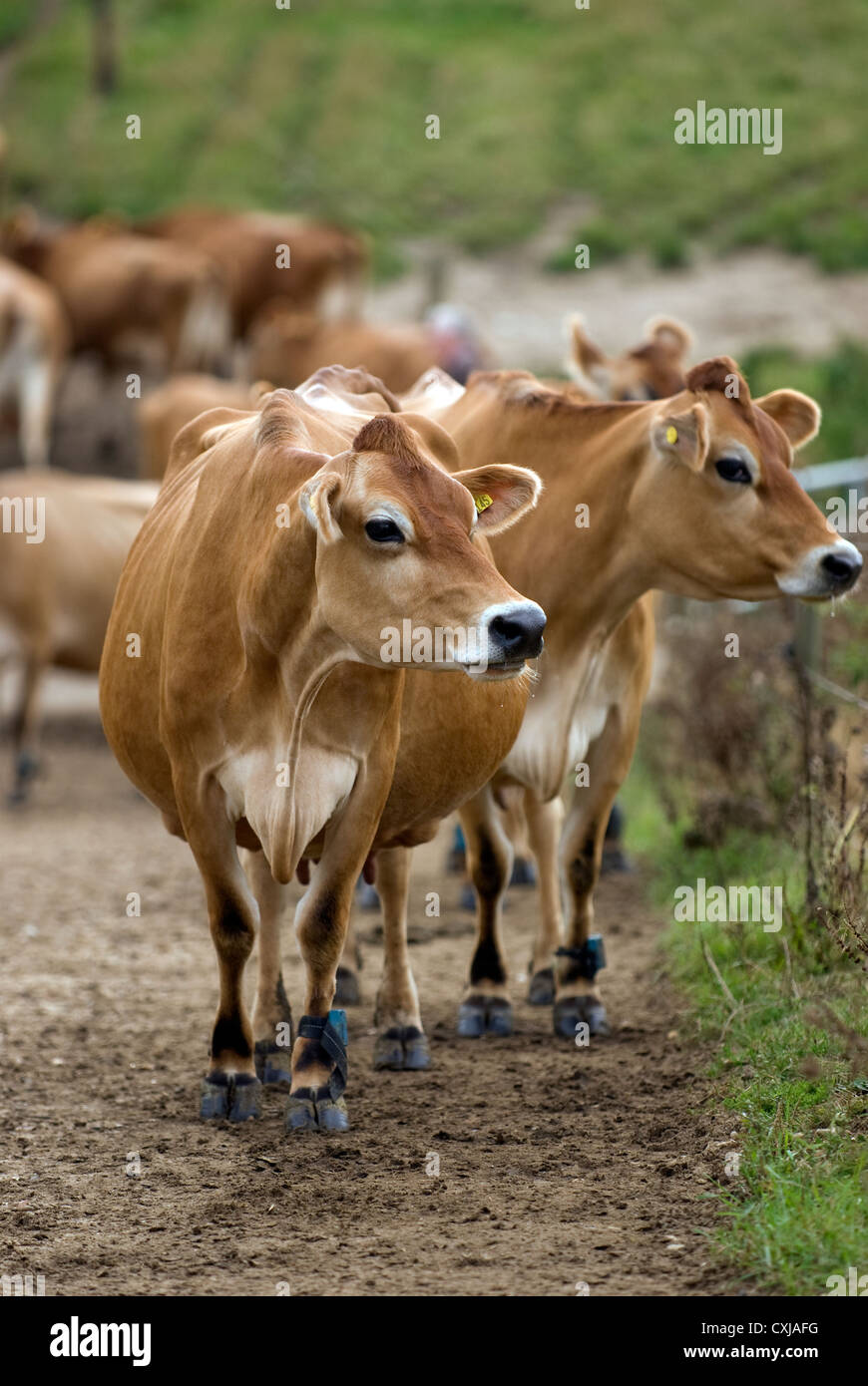 Pedigree vaches Jersey sur ferme laitière, Frensham, Surrey, UK. Banque D'Images