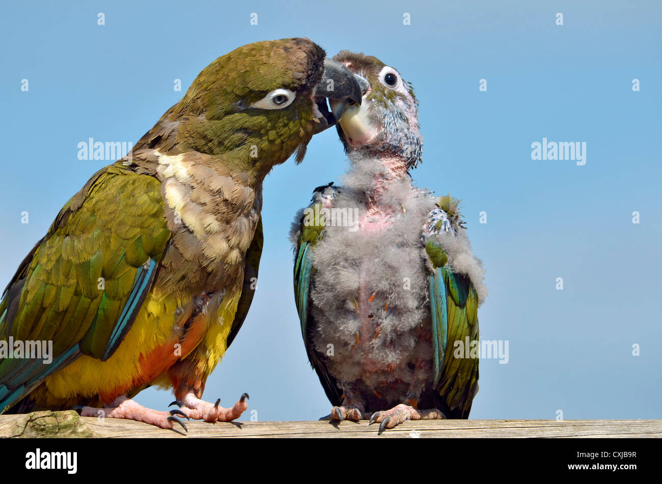 Deux perroquets fouisseurs (Cyanoliseus patagonus) dont un jeune pincées, donner lui-même l'beakful, sur le fond de ciel bleu. Banque D'Images