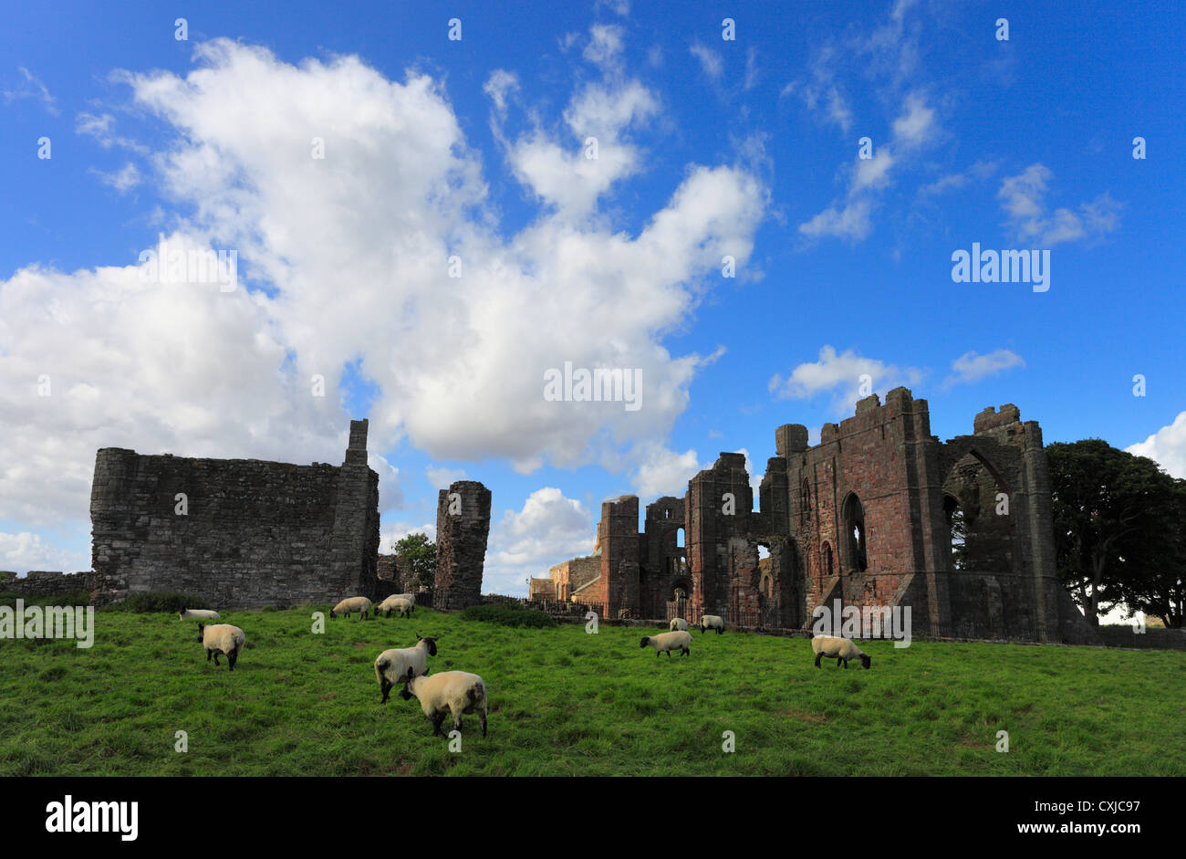 Prieuré de Lindisfarne avec pâturage de moutons. Banque D'Images