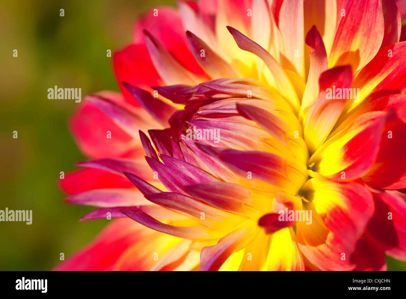 Détail d'une fleur dahlia hybride dans le jardin d'été. Profondeur de champ. Banque D'Images