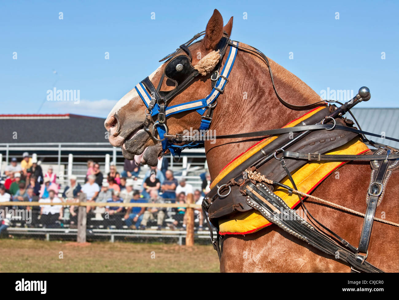 Chevaux de trait en plein faisceau à la ferme du pays juste sur l'Île du Prince Édouard, Canada. Banque D'Images