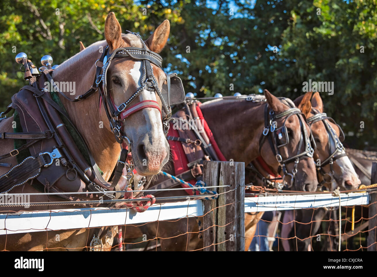 Chevaux de trait en plein faisceau à la ferme du pays juste sur l'Île du Prince Édouard, Canada. Banque D'Images
