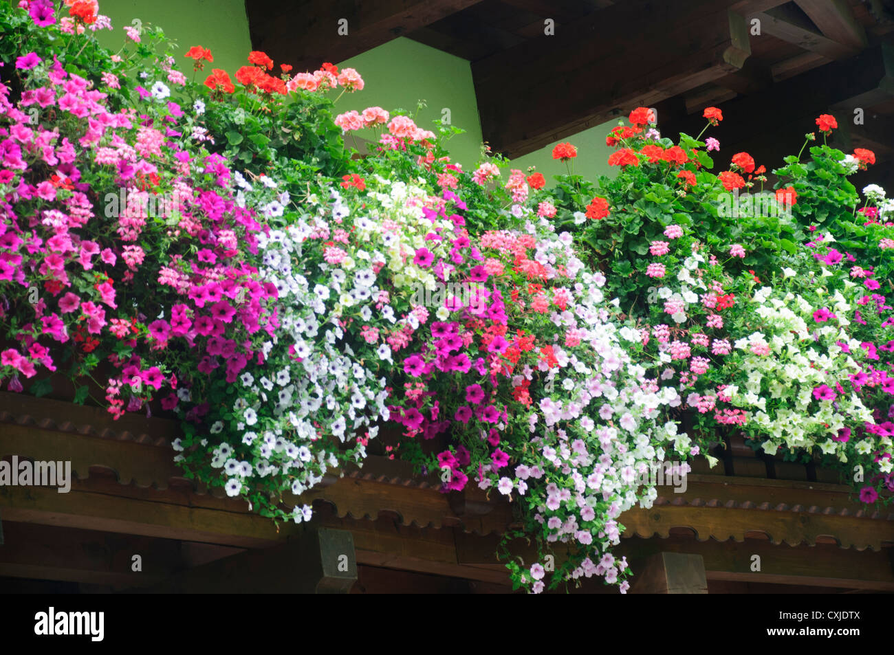 L'Autriche, le Tyrol, la floraison des fleurs sur un balcon Banque D'Images