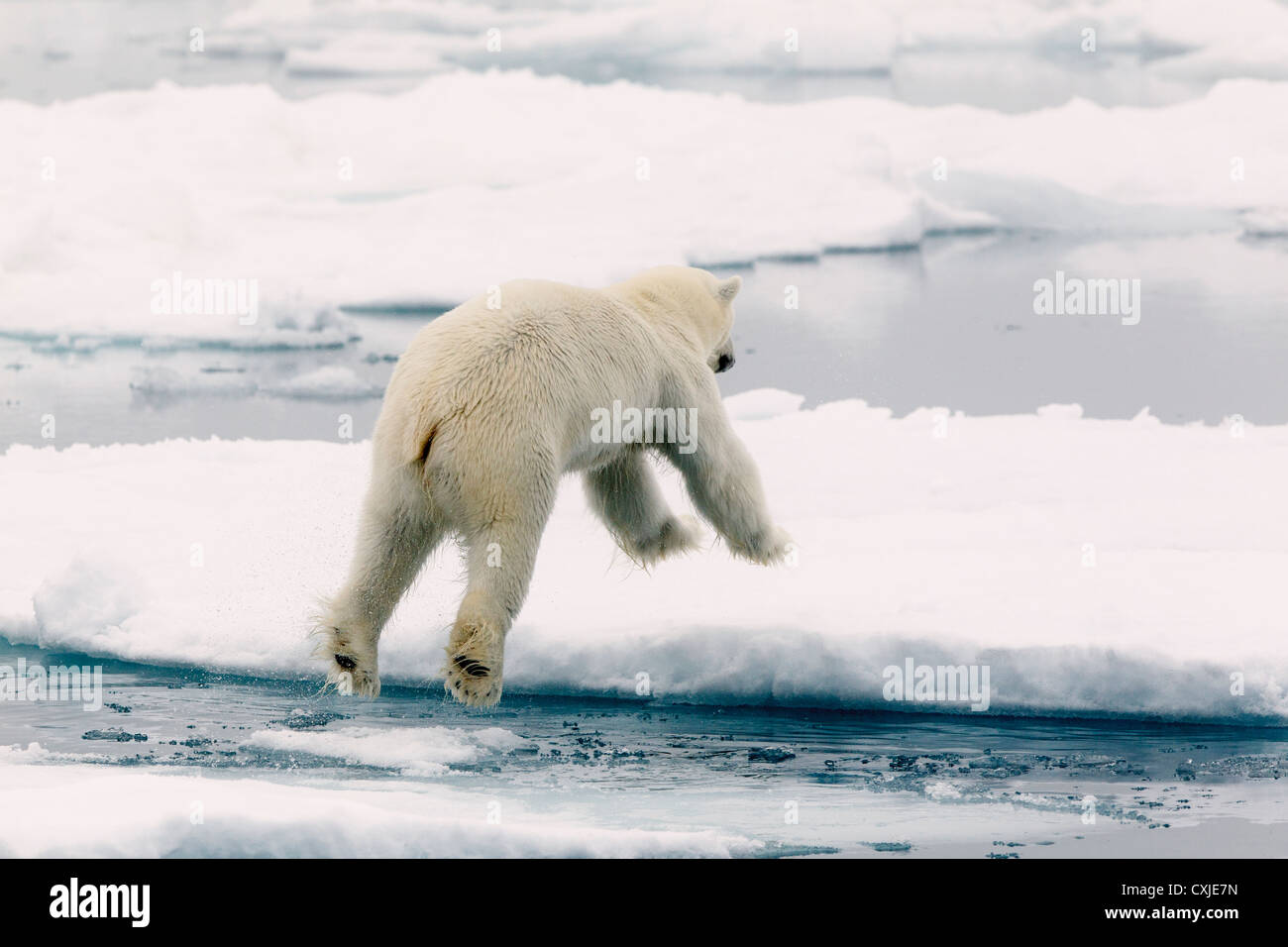 L'ours polaire (Ursus maritimus), saut à l'île de Svalbard, mer de Barents, Norvège. Banque D'Images