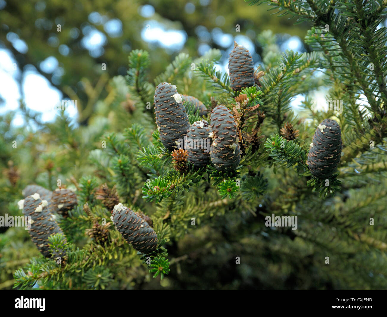 Abies koreana Sapin de Corée, Banque D'Images