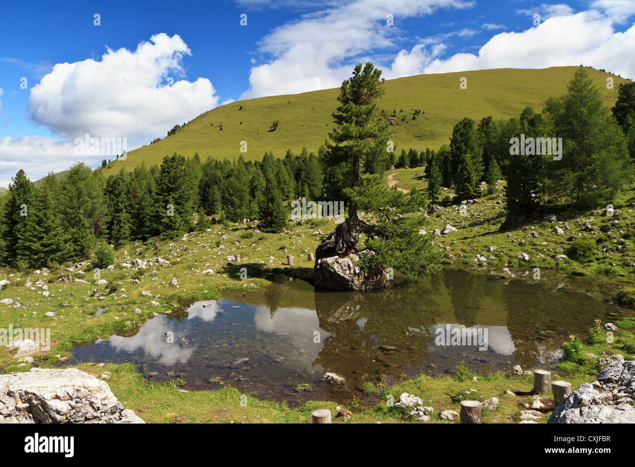 Petit lac avec un sapin sur un rocher au-dessus de l'eau en haute vallée de Gardena, Alto Adige, Italie Banque D'Images