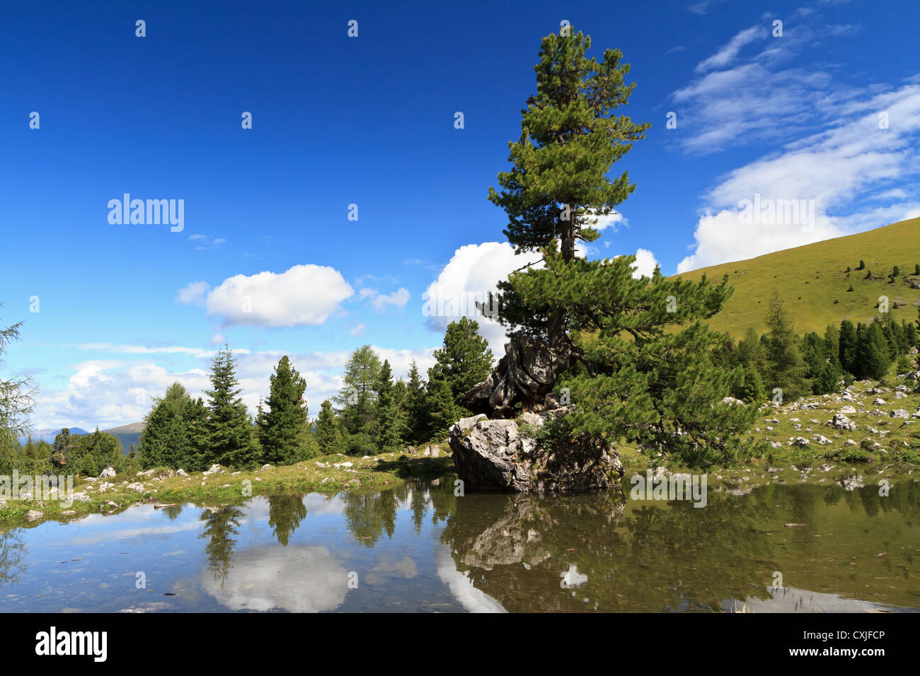 Petit lac avec un sapin sur un rocher au-dessus de l'eau en haute vallée de Gardena, Alto Adige, Italie Banque D'Images