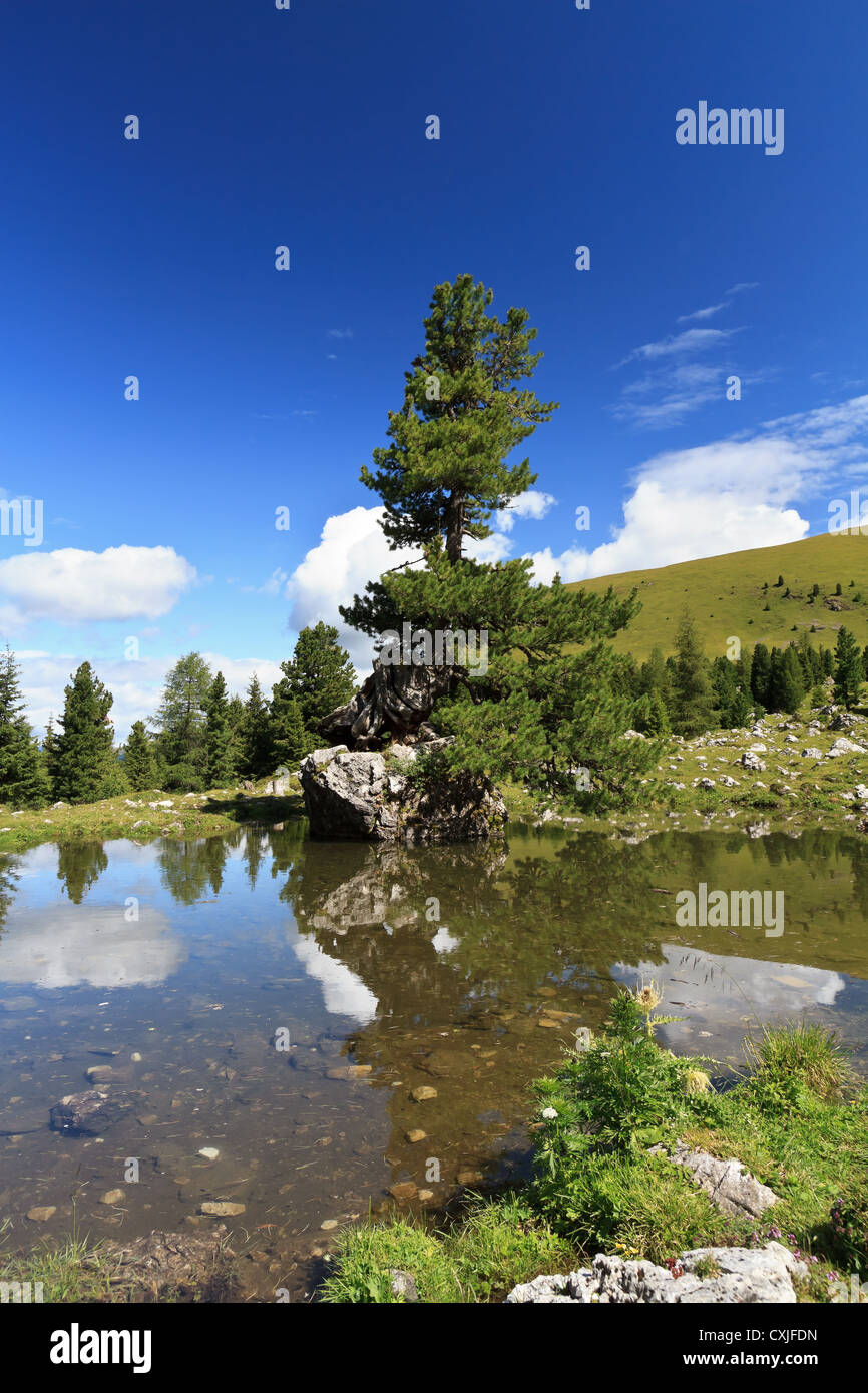 Petit lac avec un sapin sur un rocher au-dessus de l'eau en haute vallée de Gardena, Alto Adige, Italie Banque D'Images