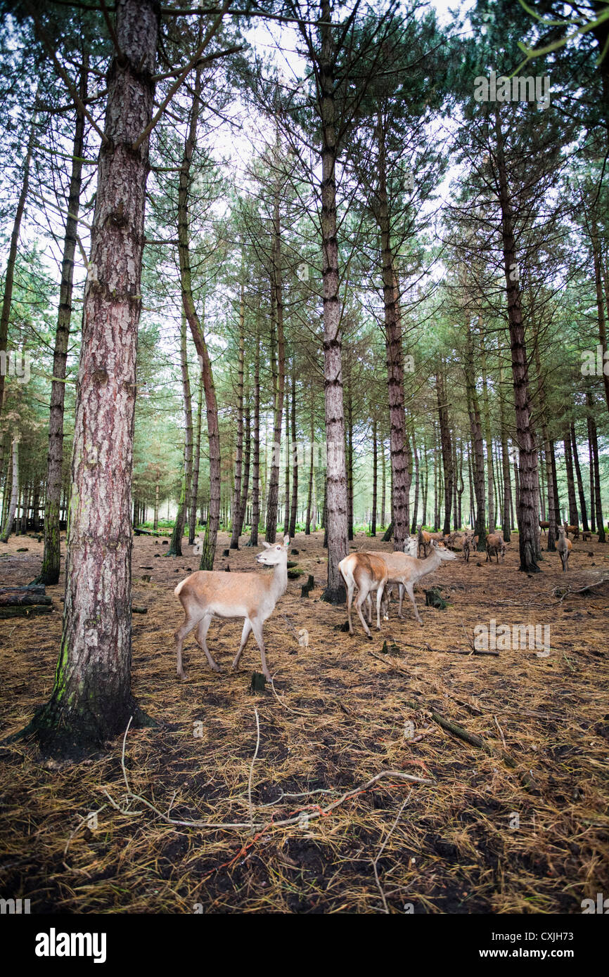 Red Deer (Cervus elaphus), dans une forêt en automne/hiver, England, UK Banque D'Images