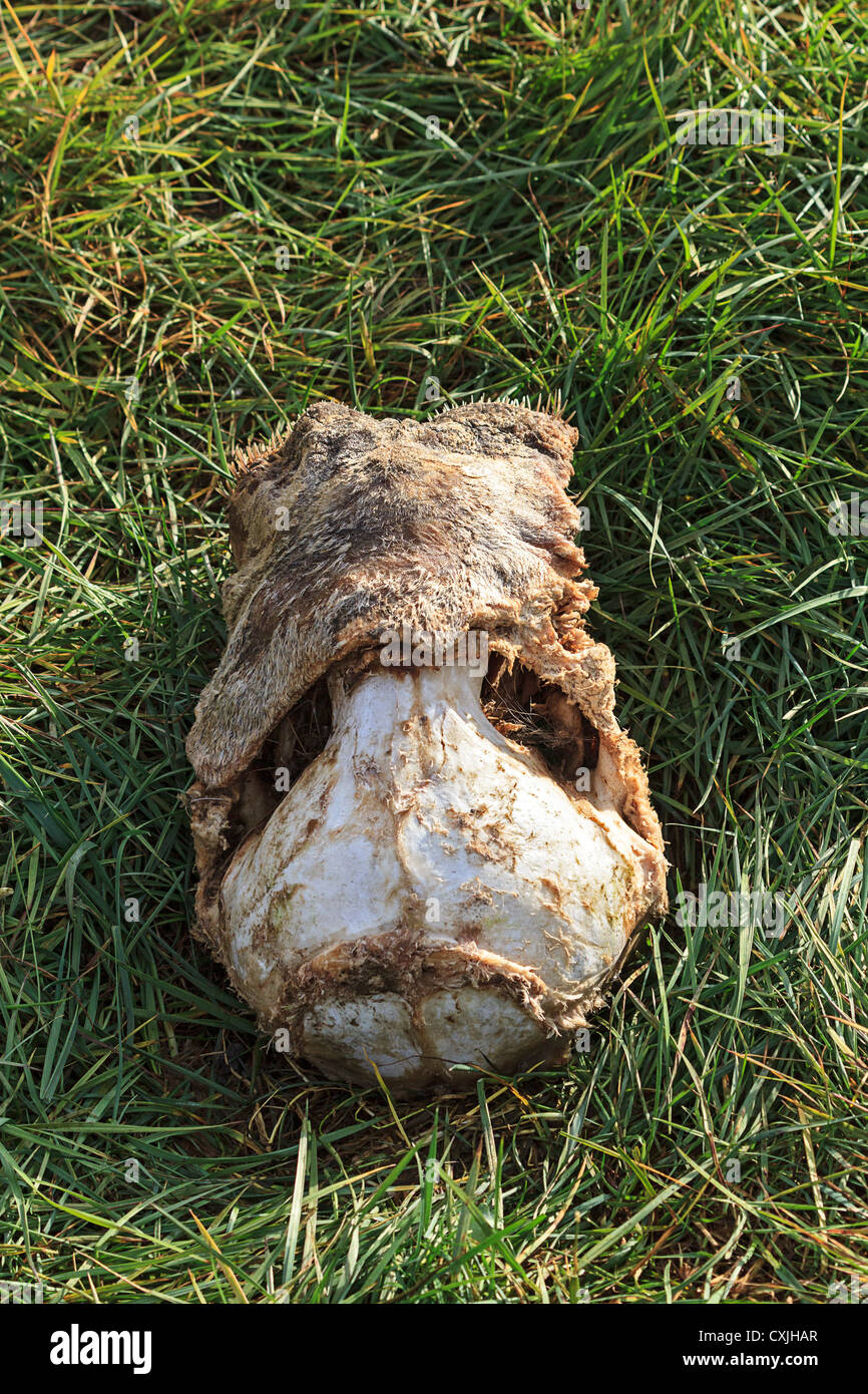 Crâne de morse se trouve dans la toundra de l'herbe sur la côte du nord du Groenland. Banque D'Images