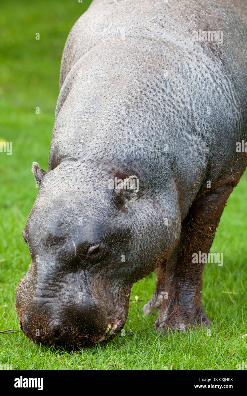Hippopotame nain Banque D'Images