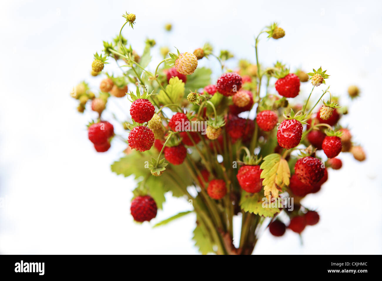 Fraise des bois Banque d'images détourées - Alamy