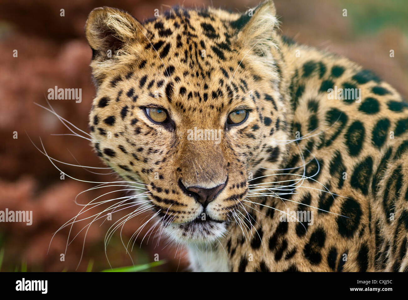 Amur Leopard (Panthera pardus) Banque D'Images