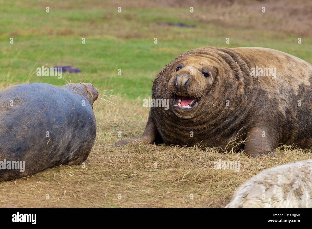 Phoque gris (Halichoerus grypus) bull menace, Donna Nook, UK Banque D'Images