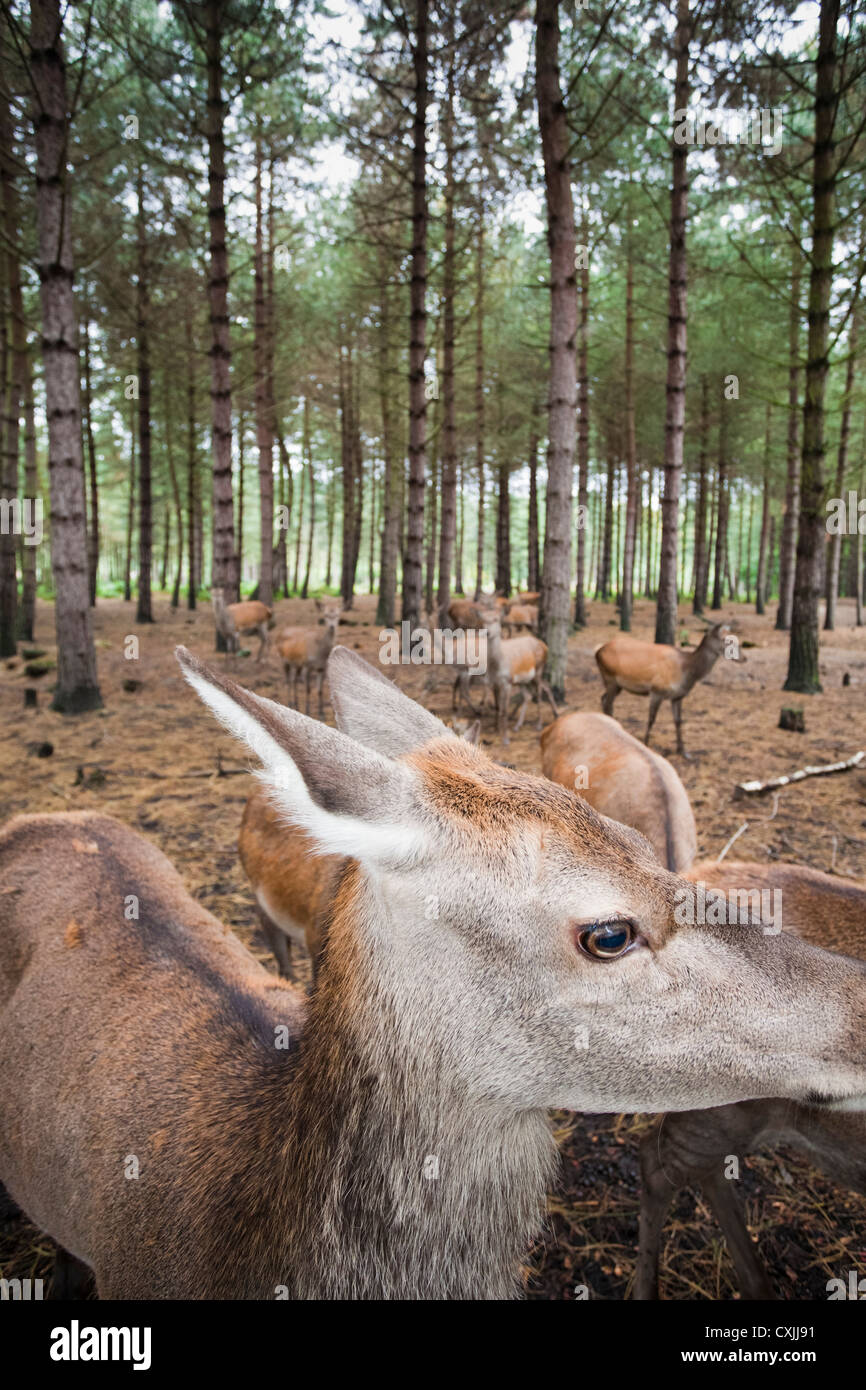 Red Deer (Cervus elaphus) dans une forêt UK Banque D'Images