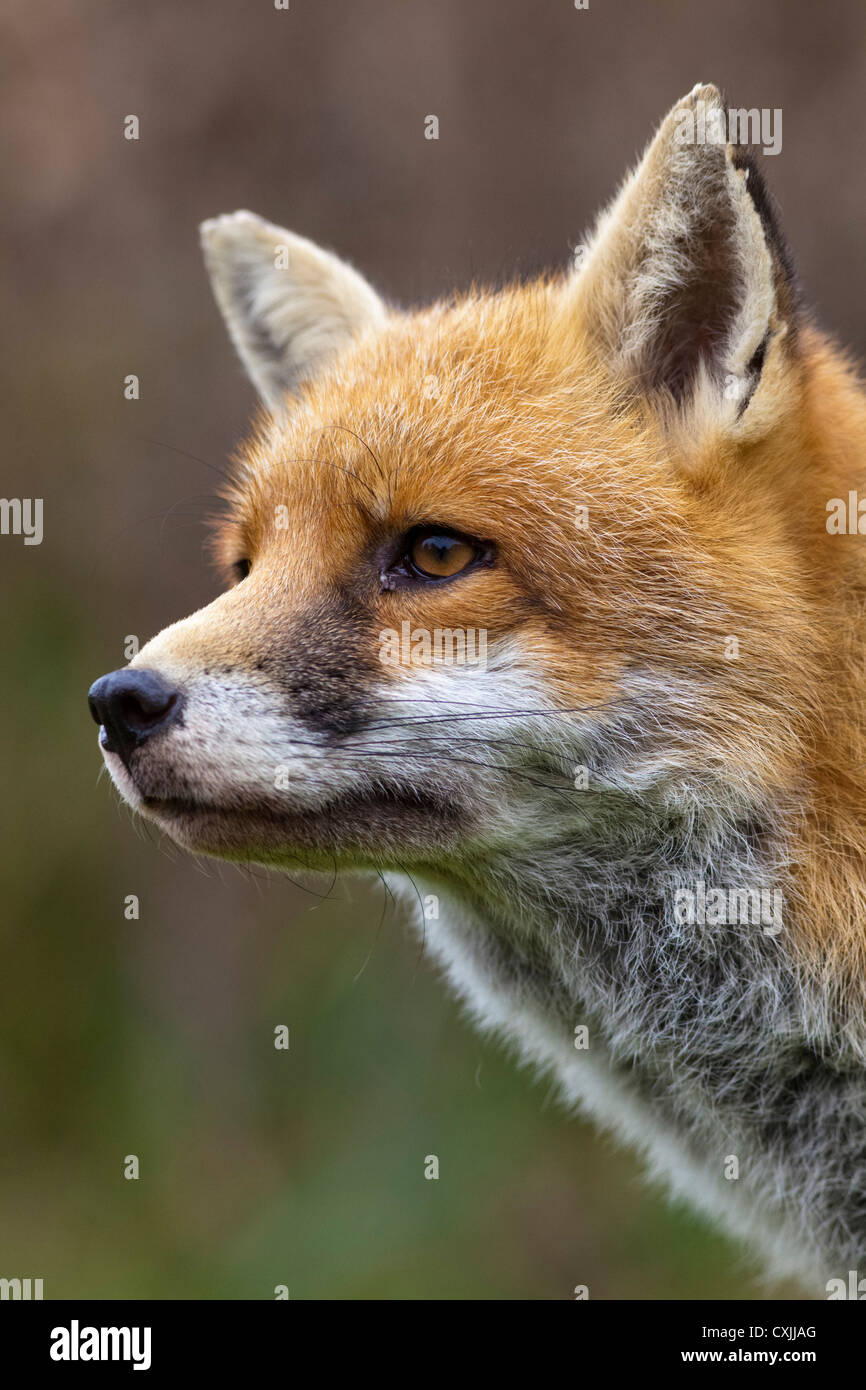 Le renard roux (Vulpes vulpes), portrait, tête, face close up Banque D'Images