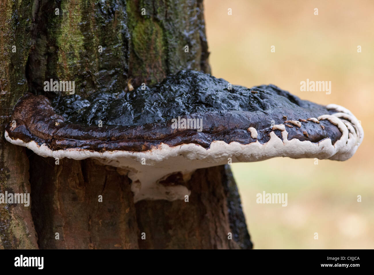 Champignons poussant sur un arbre, UK Banque D'Images