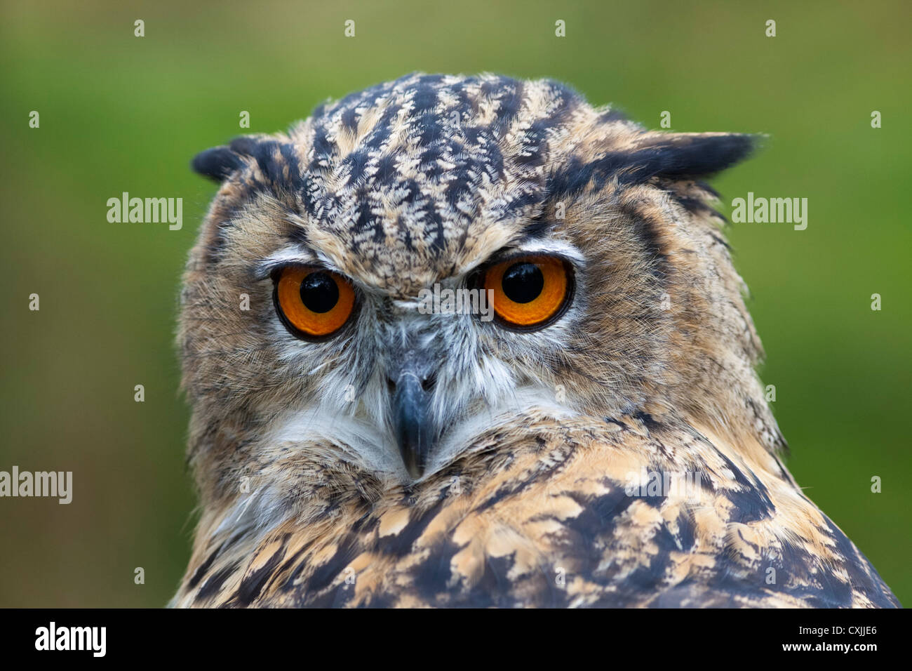 Grand Owl (Bubo bubo) portrait, UK Banque D'Images
