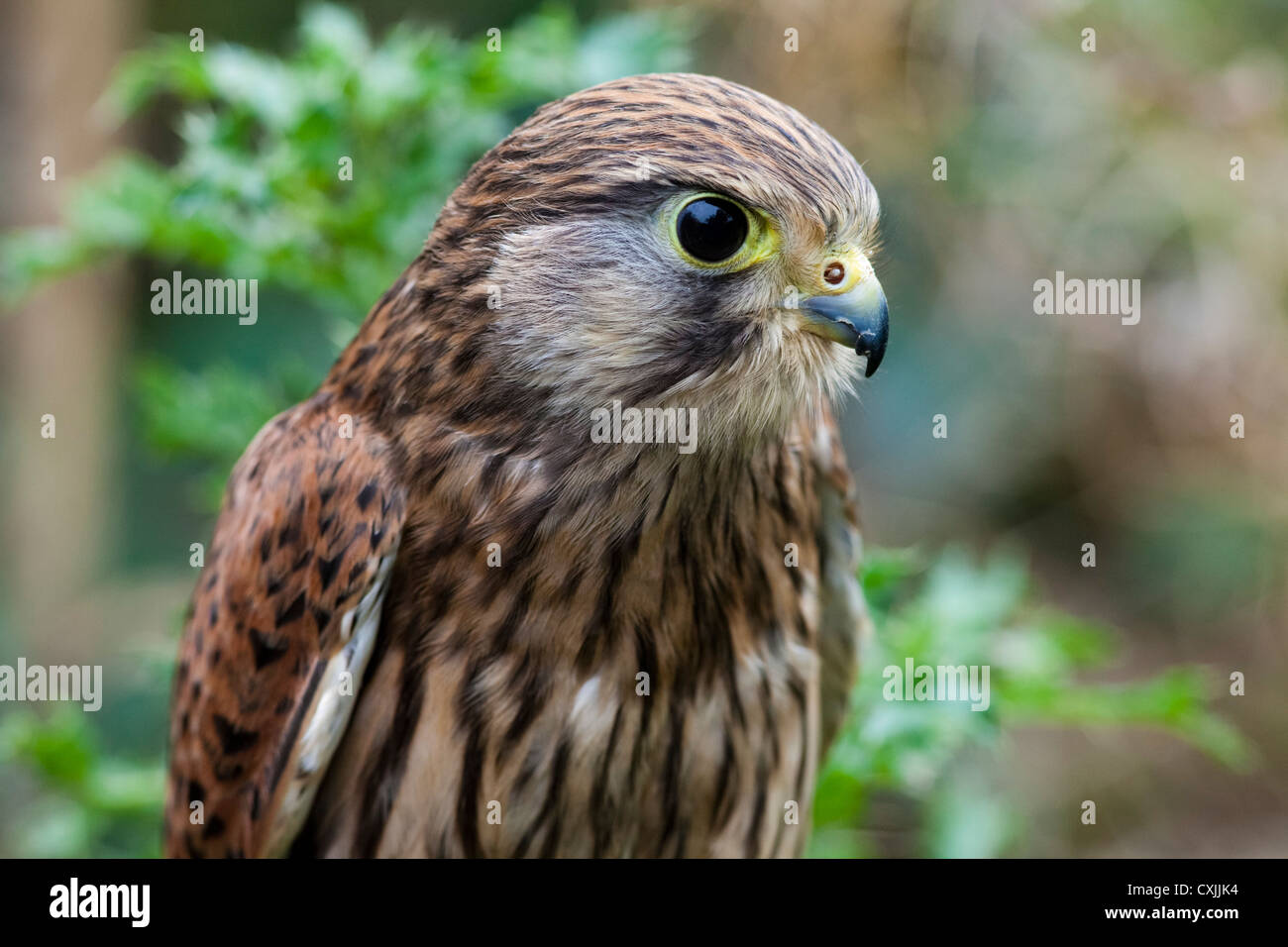 Faucon crécerelle (Falco tinnunculus) portrait, UK Banque D'Images