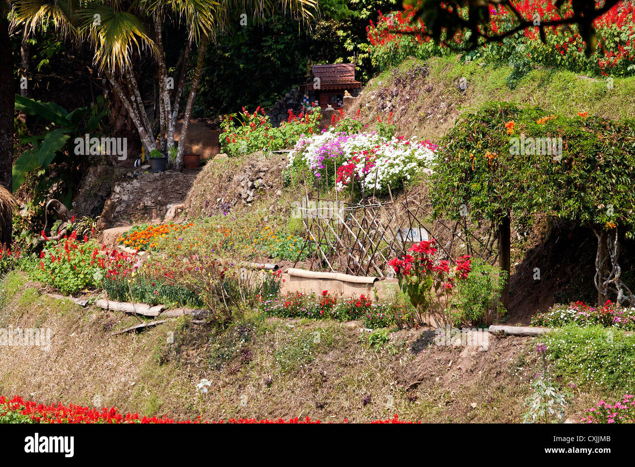 Jardin dans le village Hmong Meo Doi Pui en Thaïlande Banque D'Images