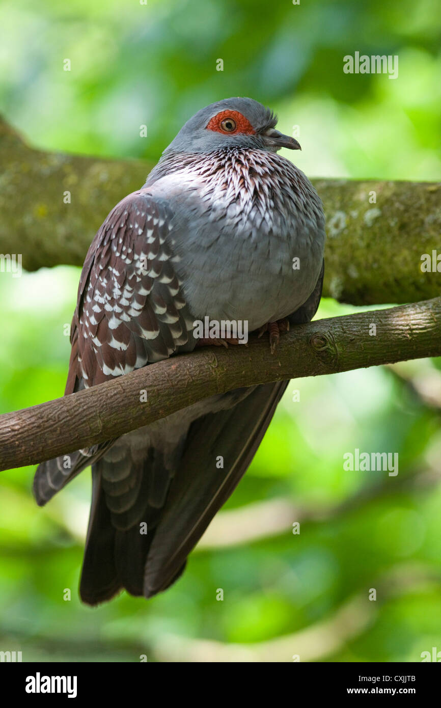 Oiseau Diamond Dove (Geopelia cuneata) perché sur la branche Banque D'Images