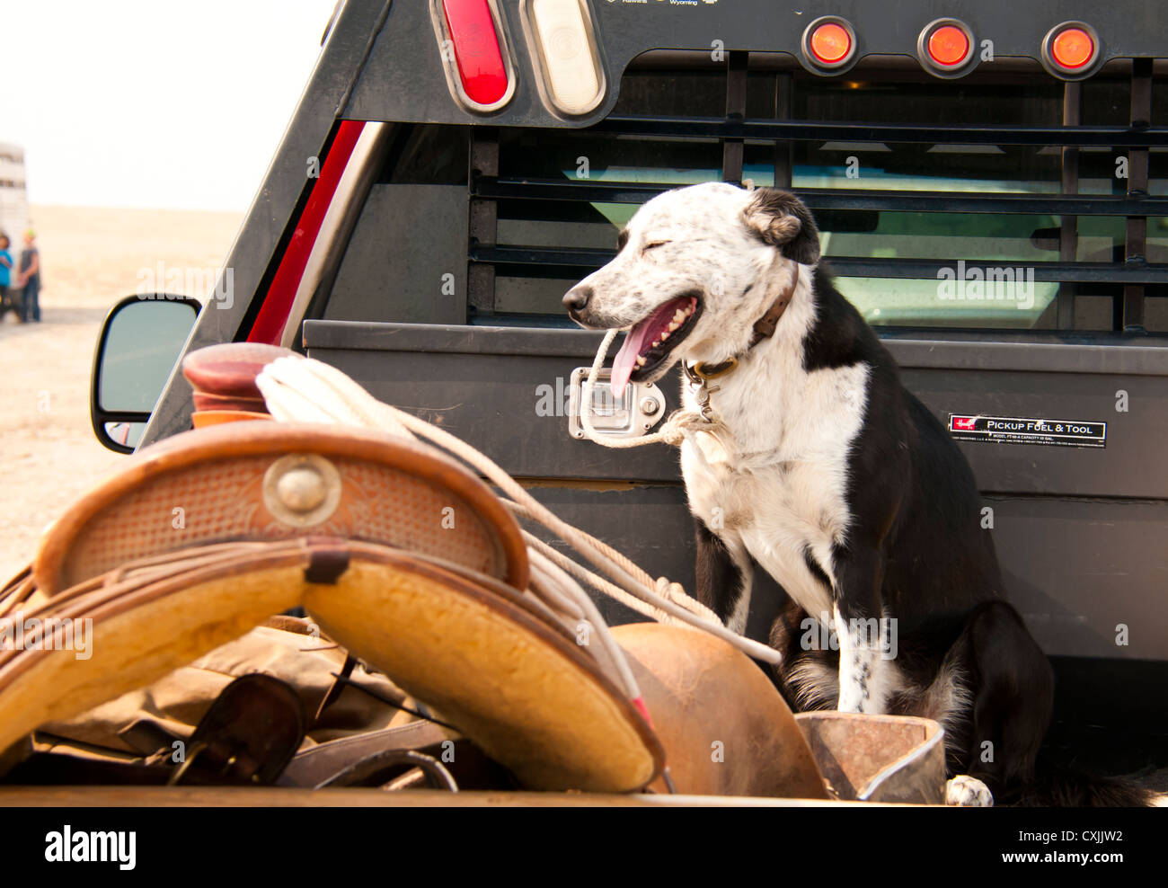 Cowboys chien et selle sur camionnette. Rodeo, Bruneau, California, USA Banque D'Images