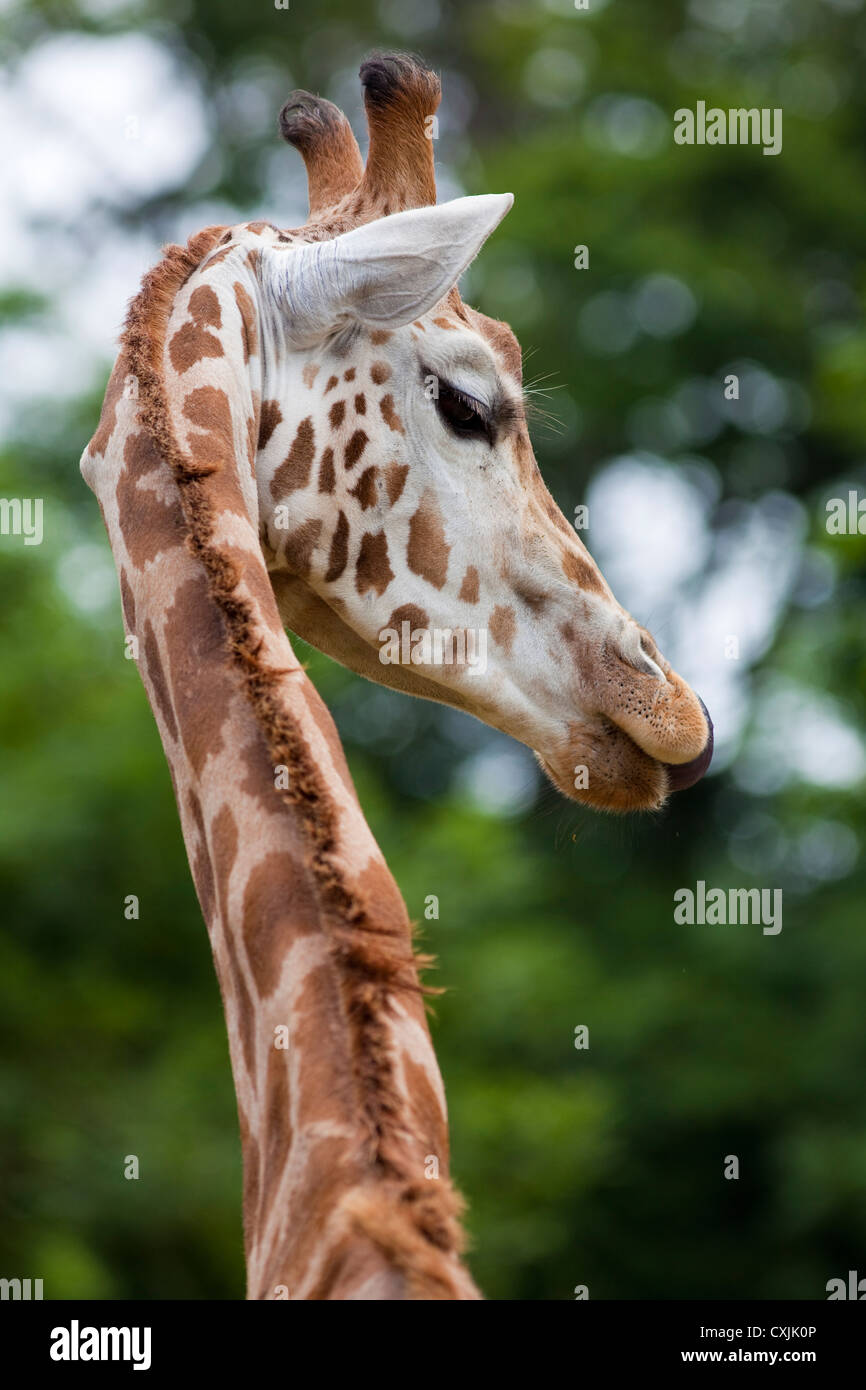 Rothschild Girafe (Giraffa camelopardalis) Profil du cou et de la tête Banque D'Images