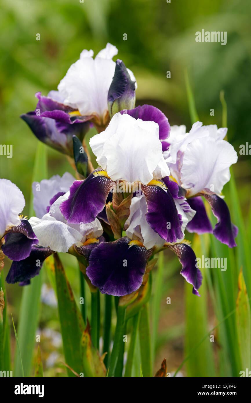 Iris 'Braithwaite' Banque D'Images