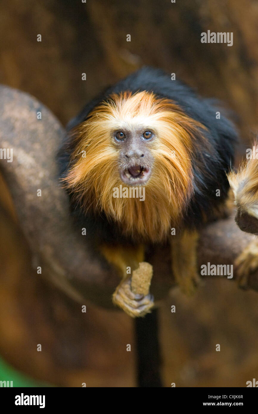 Golden Lion Tamarin Tête (Leontopithecus chrysomelas) dans les arbres Banque D'Images