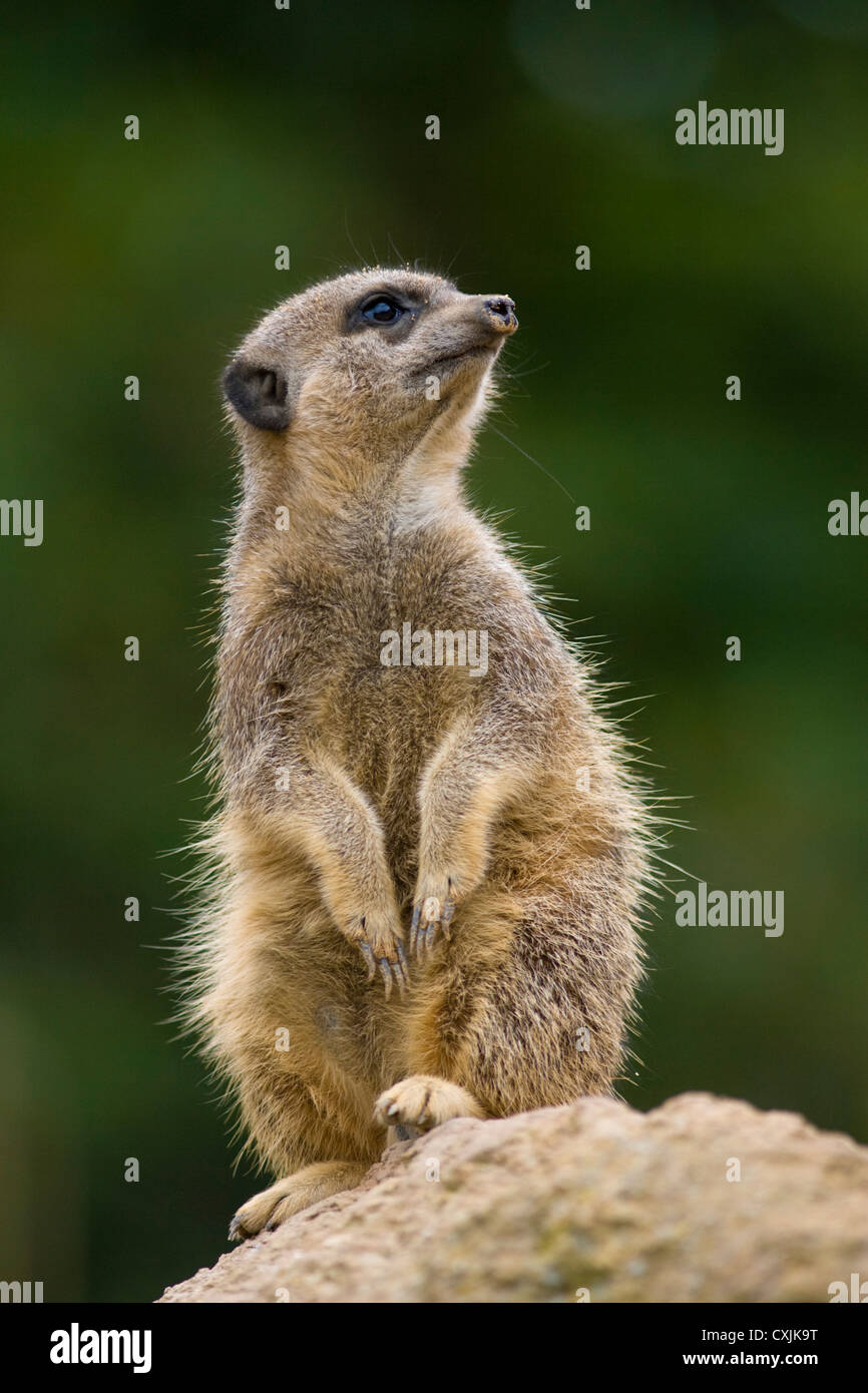 Meerkat (Suricata suricatta) alerte et sur watch Banque D'Images