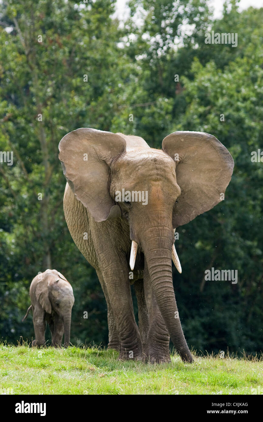 L'éléphant africain (Loxodonta africana) avec veau juvénile Banque D'Images