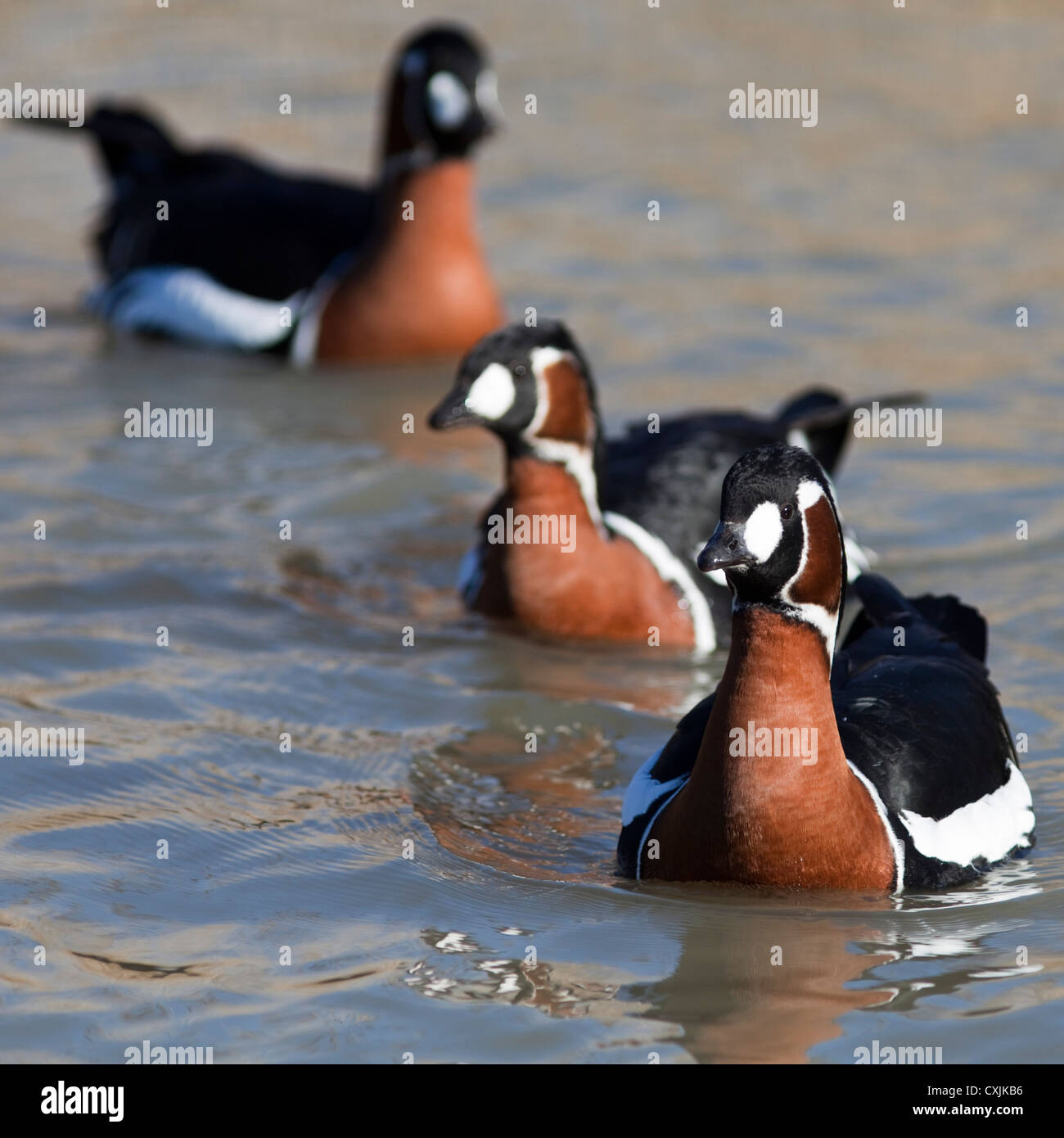 Bernache à cou roux (Branta ruficollis) Banque D'Images