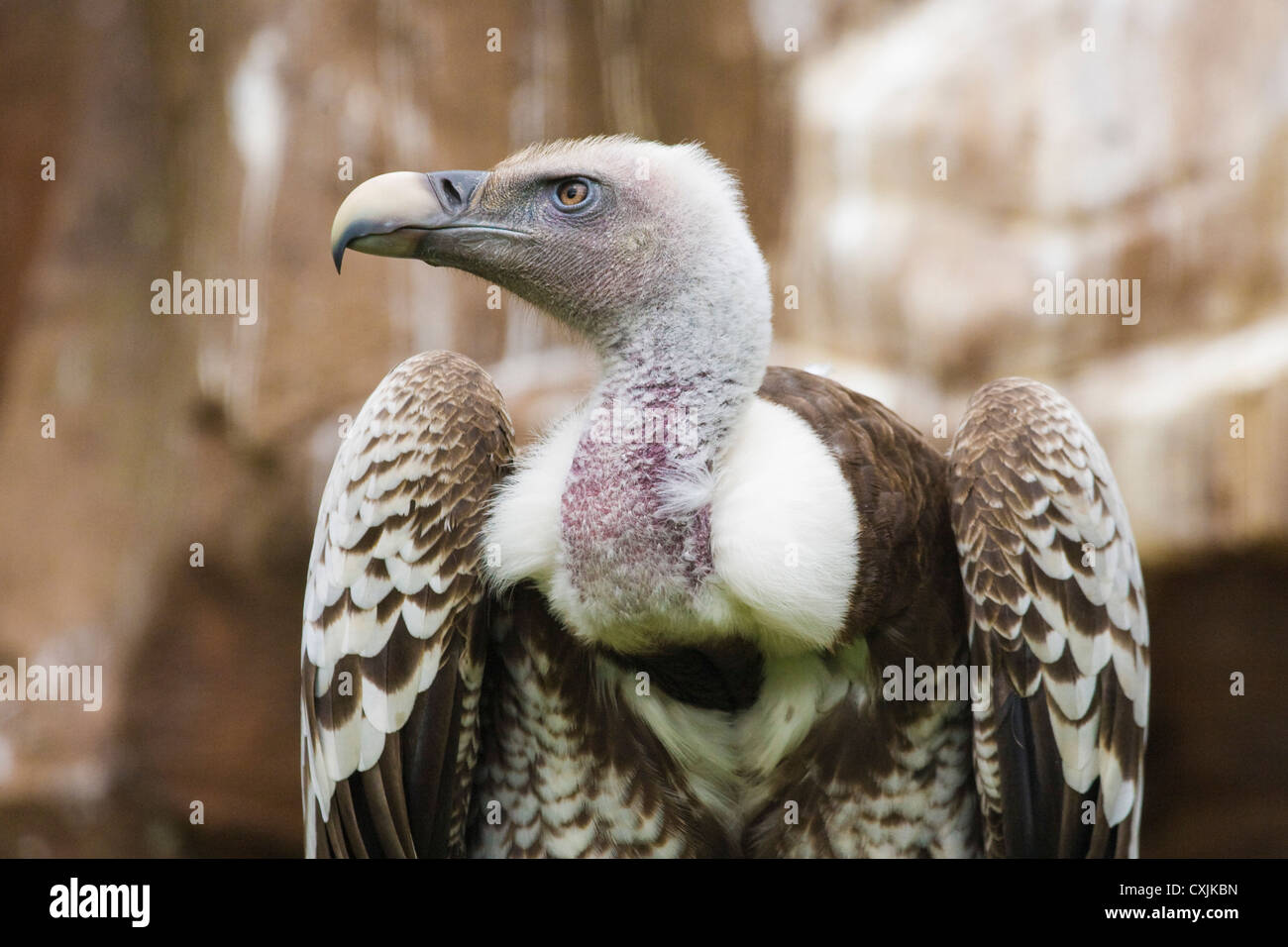 L'Ruppell vautour fauve (Gyps rueppellii) perché Banque D'Images
