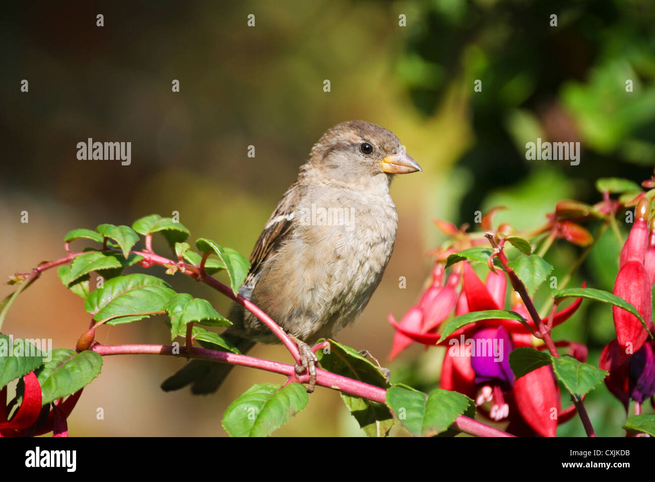 Oiseau moineau de maison, passer domesticus, assis sur une plante fuchsia dans un jardin en été, Royaume-Uni Banque D'Images