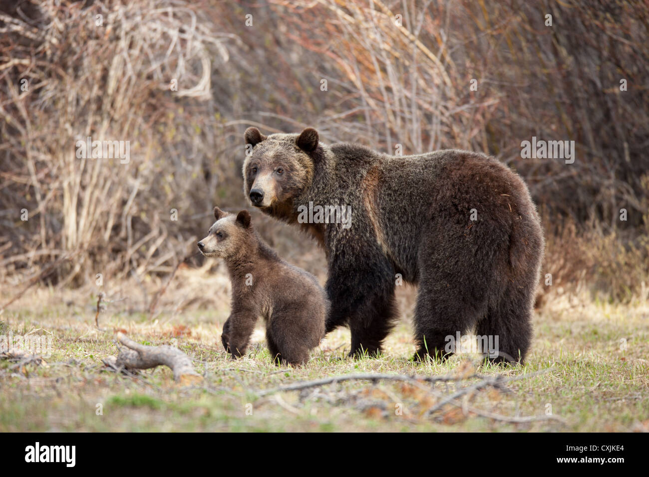 Mère ours grizzli (Ursus arctos horribilis) avec son ourson sur Togwotee Mountain Pass. Banque D'Images