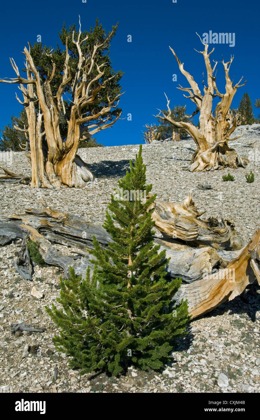 Bristlecone Pine (Pinus longaeva) jeune arbre émerge parmi les géants, les montagnes Blanches, en Californie Banque D'Images