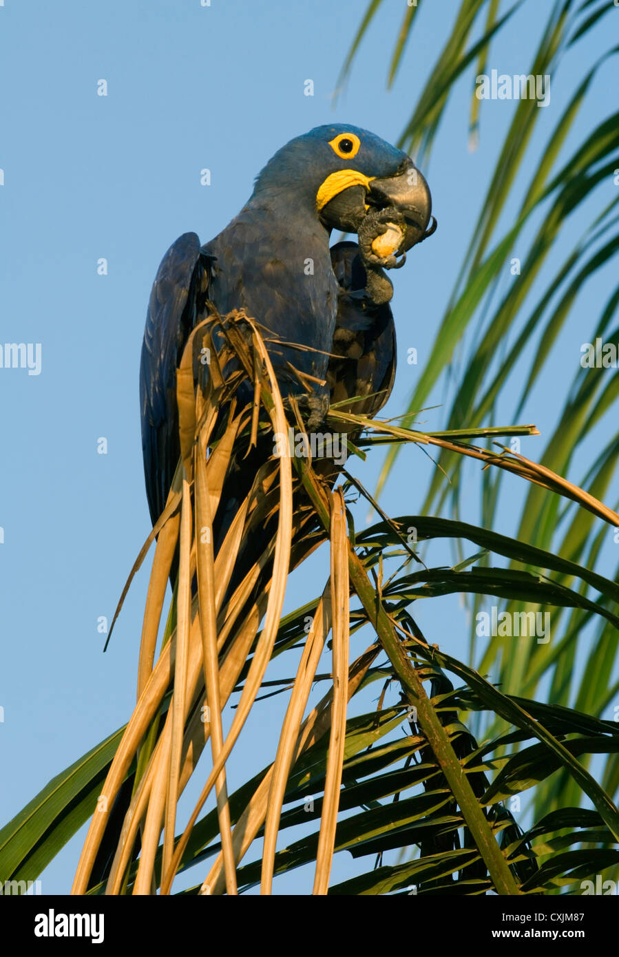 Anodorhynchus hyacinthinus Hyacinth Macaw (alimentation) en palmier, Pantanal, Mato Grosso, Brésil Banque D'Images