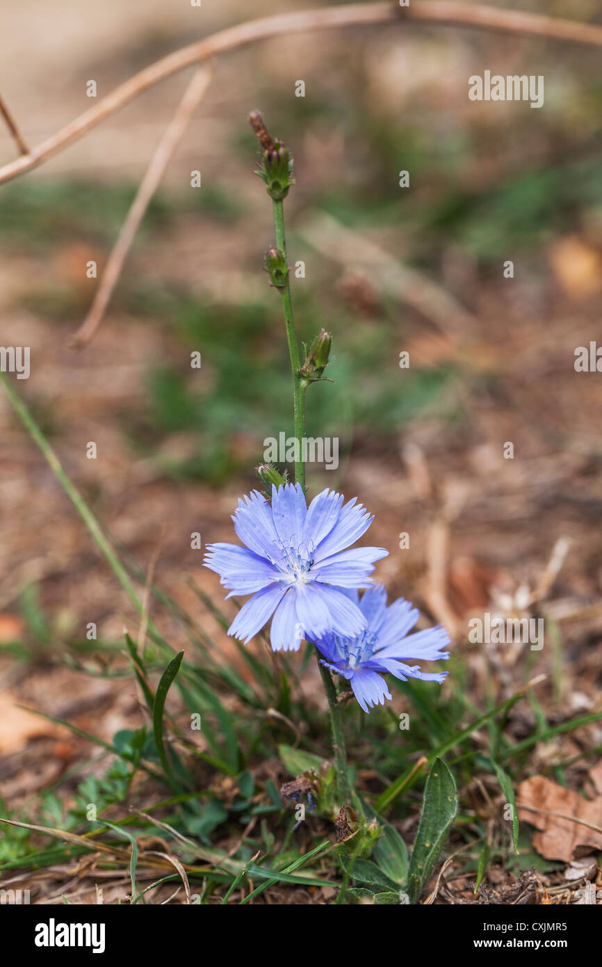 Commune de fleurs bleu chicorée (Cichorium intybus) dans les Carpates, la Transylvanie, Roumanie Banque D'Images