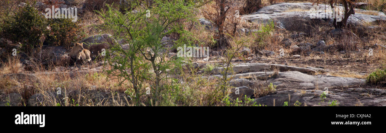 Lion sur les rochers. Parc national de Serengeti, Tanzanie. Banque D'Images