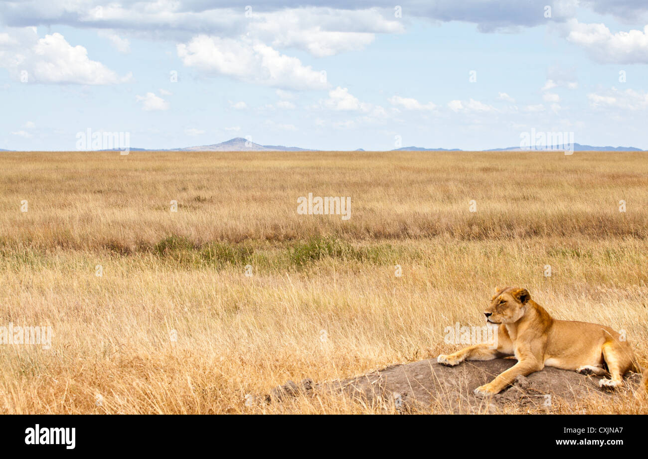 Lionne recherche les proies sur la savane, le Parc National du Serengeti, Tanzanie Banque D'Images
