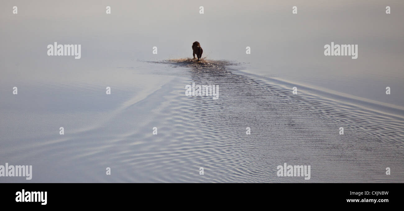 Un grand mâle lion traverse un lac peu profond, donnant l'impression de marcher sur l'eau. Banque D'Images