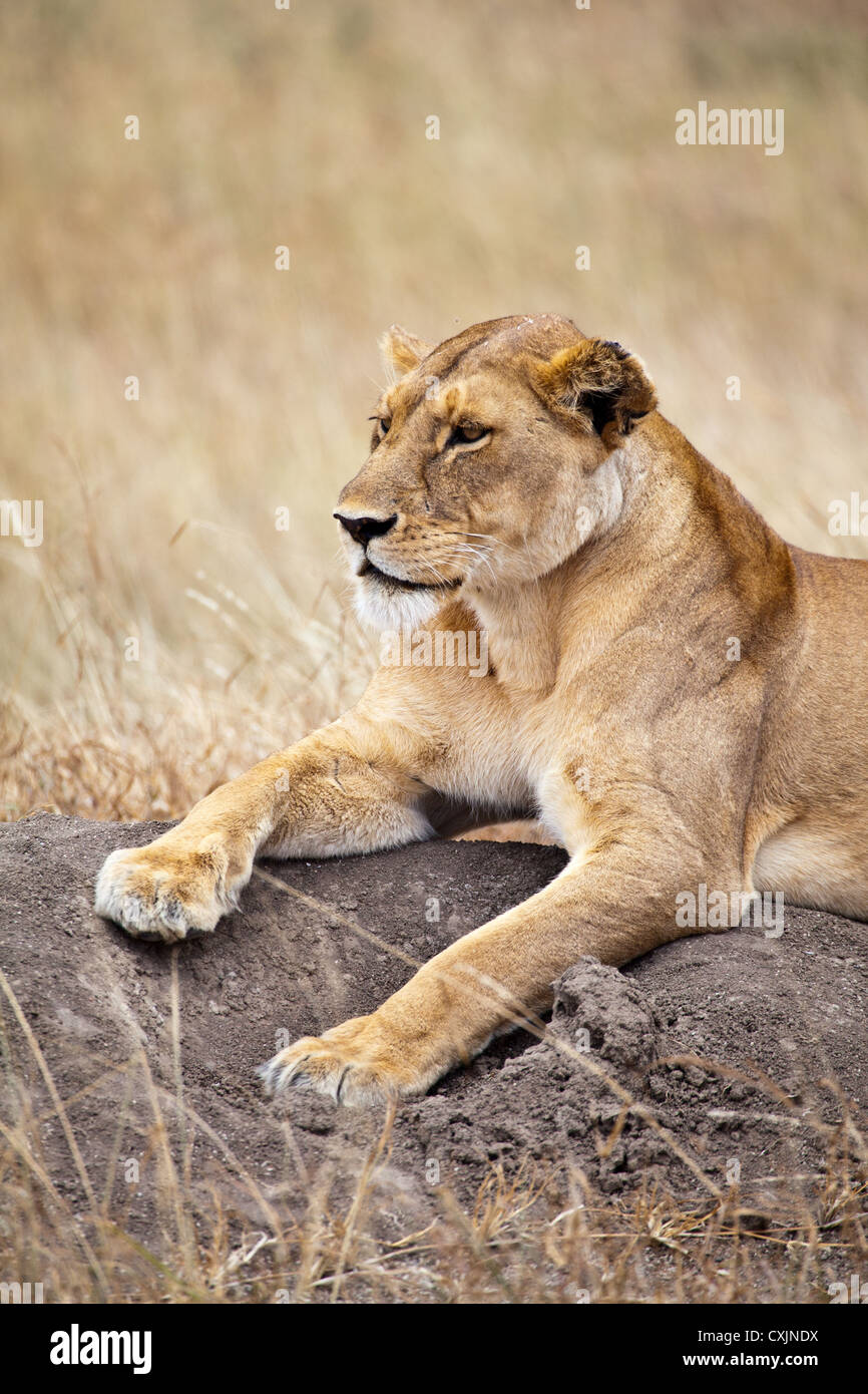 Lionne recherche les proies sur la savane, le Parc National du Serengeti, Tanzanie Banque D'Images