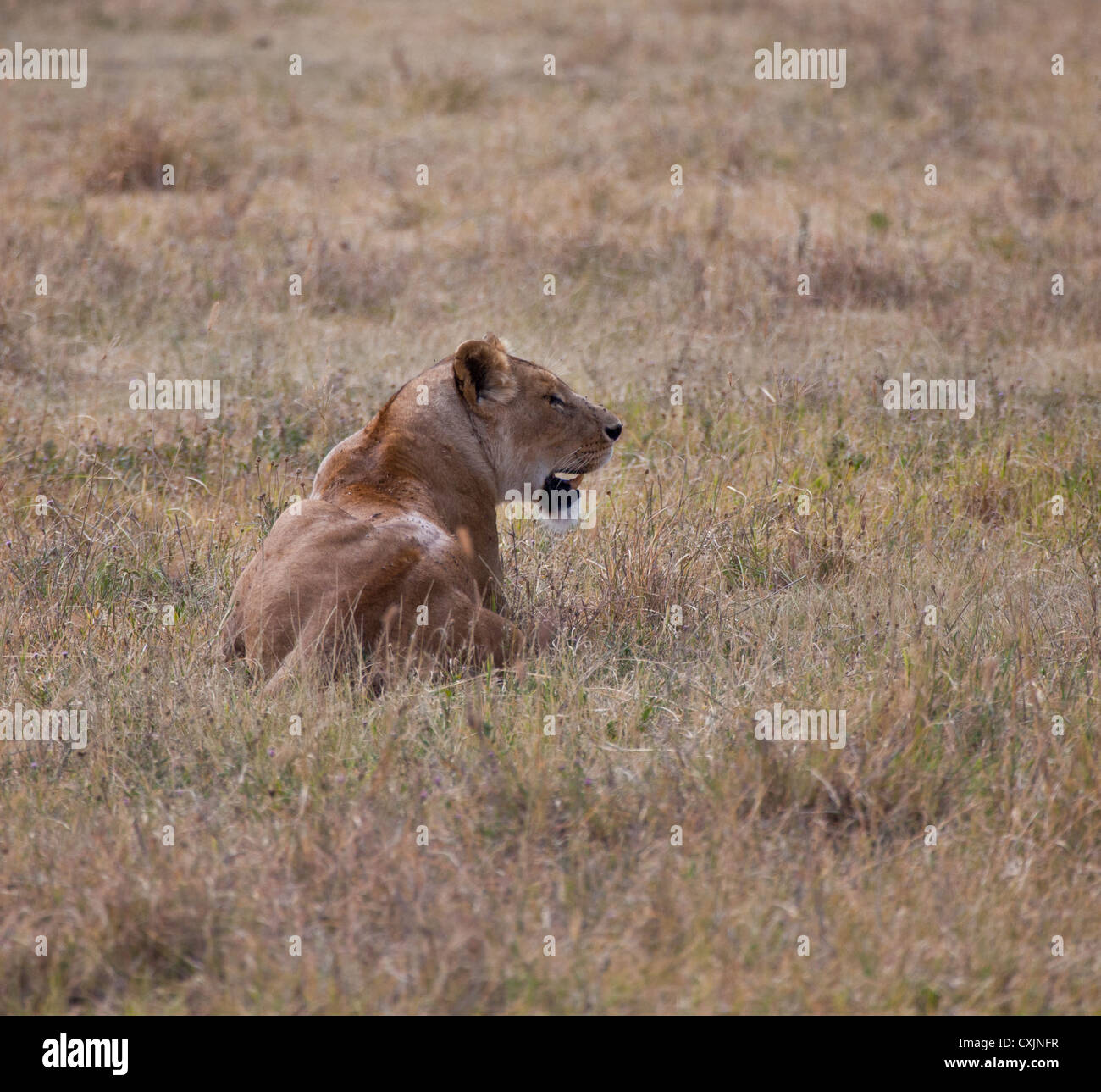 Une lionne numérise la savane pour son prochain repas. Banque D'Images