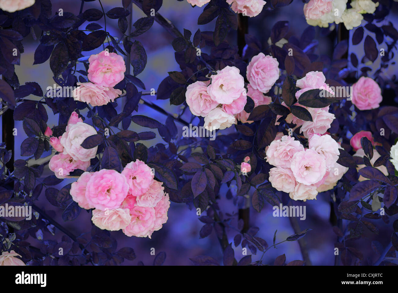 Traitement numérique de l'image d'une rose Banque D'Images