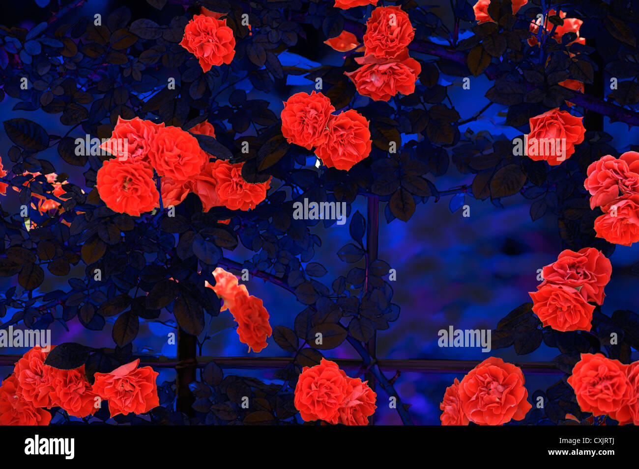 Traitement numérique de l'image d'une rose Banque D'Images