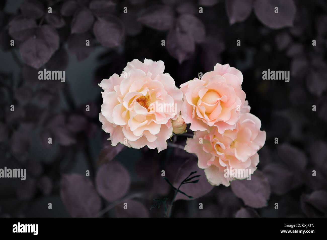 Traitement numérique de l'image d'une rose Banque D'Images