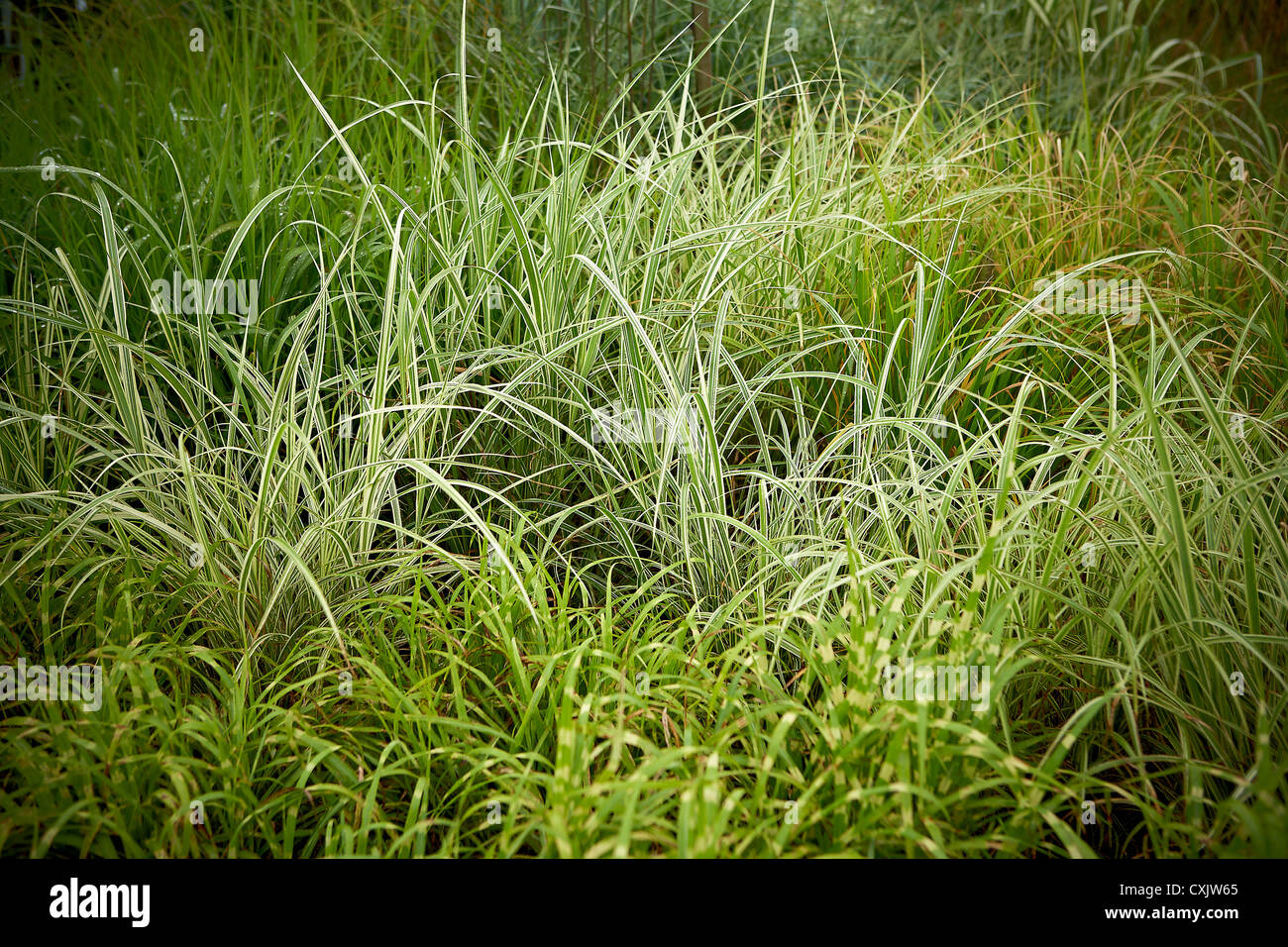 L'herbe ruban entouré de hautes herbes mixtes, Jardin botanique de Toronto, Toronto. L'Ontario, Canada Banque D'Images