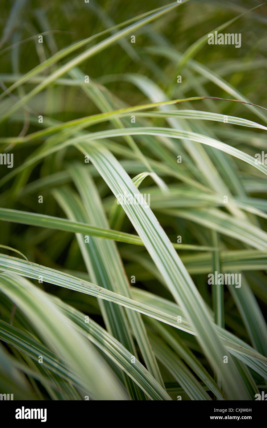 Close-up of Ribbon Grass, Toronto Botanical Gardens, Toronto, Ontario, Canada Banque D'Images